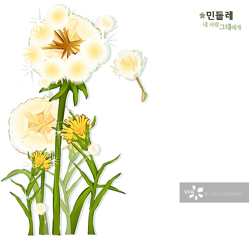 白色背景上的花朵图片素材