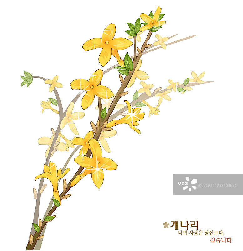 白色背景上的花朵图片素材