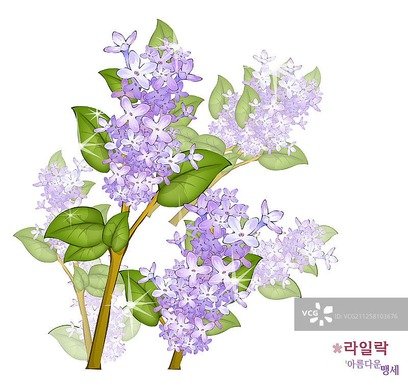 白色背景上的花朵图片素材