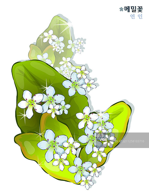 白色背景上的花朵图片素材