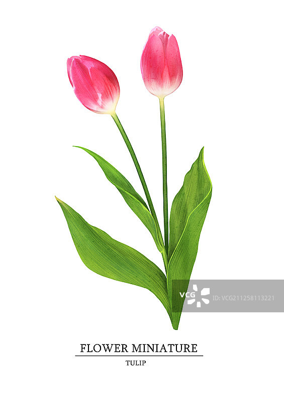 水彩春季花卉插画图片素材