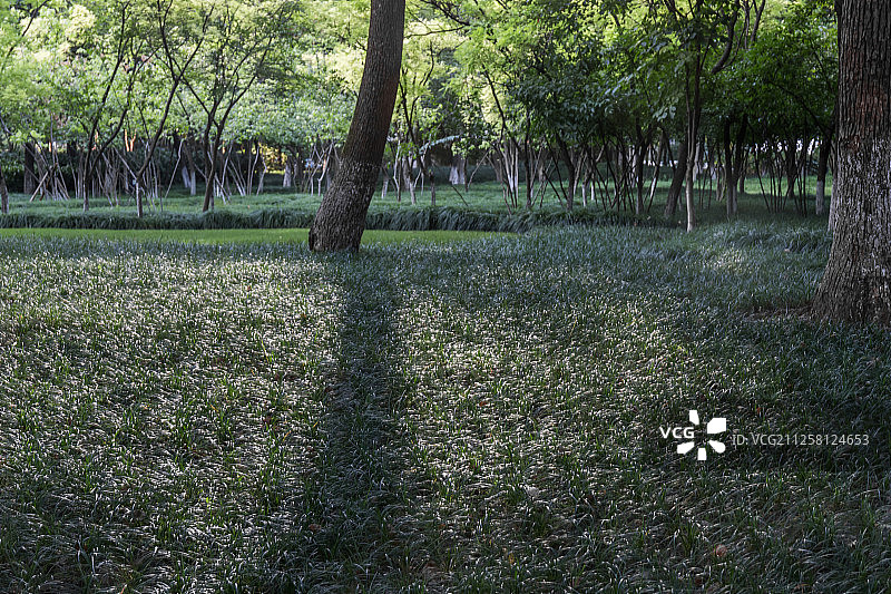 城市中的绿色公园阳光图片素材