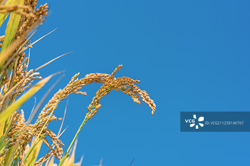 丰收稻穗图片素材