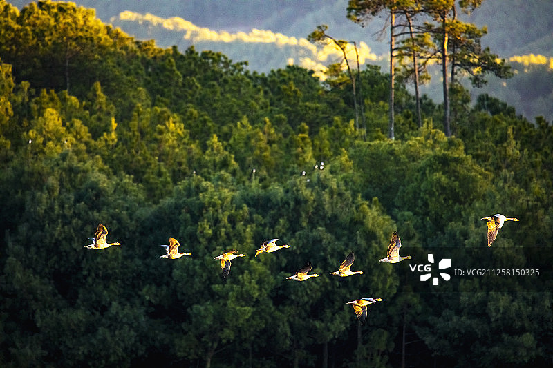 一群白头鸭在曲靖念湖上飞行图片素材