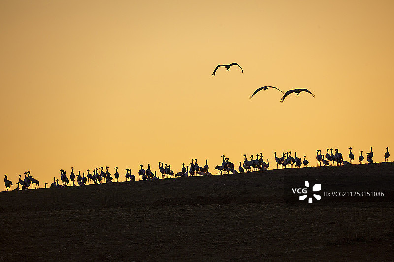 暮归的黑颈鹤歇息在云南昭通大山包上图片素材