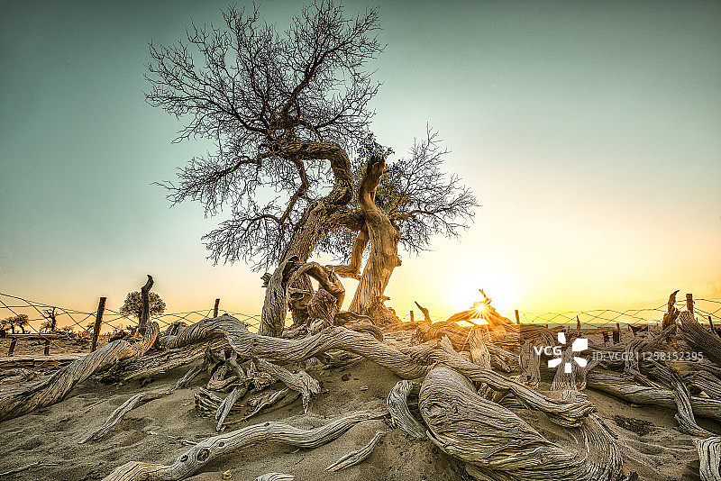 沙漠上的胡杨树图片素材
