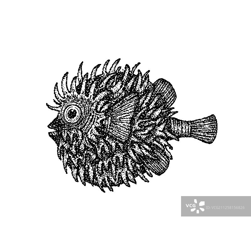 点刺画风格的鱼形刺猬图片素材