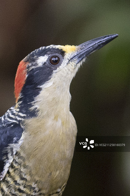 黑脸啄木鸟雌鸟特写图片素材