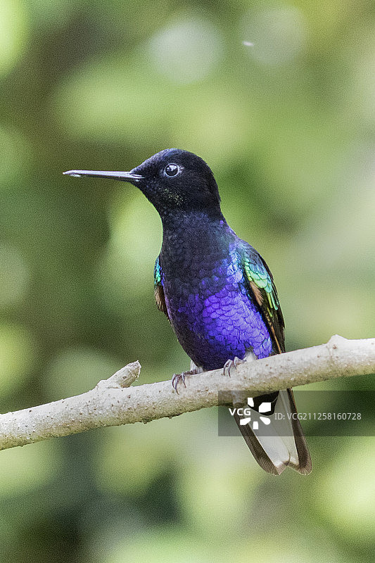 丝绒紫冠蜂鸟图片素材