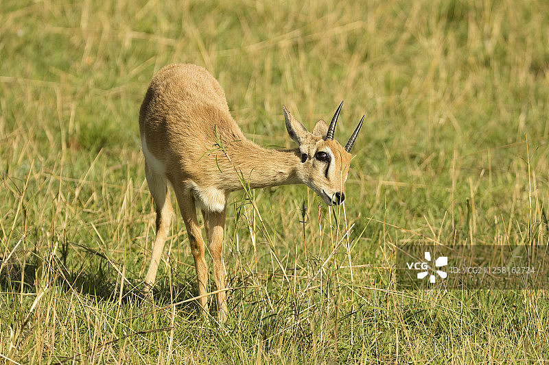 小羚羊图片素材