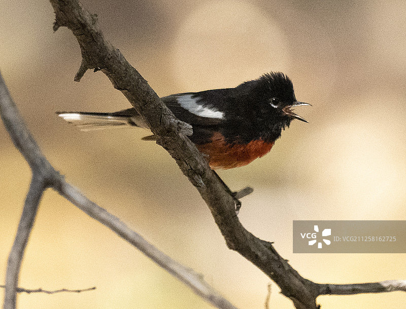 红尾鸲图片素材