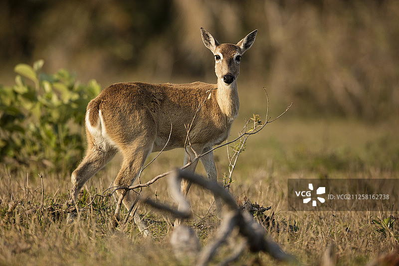 潘帕斯鹿图片素材