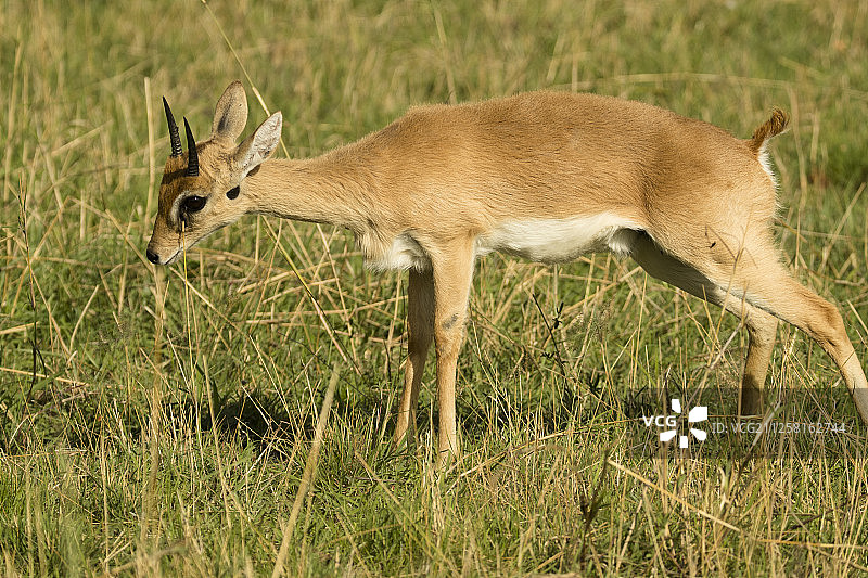 小羚羊图片素材