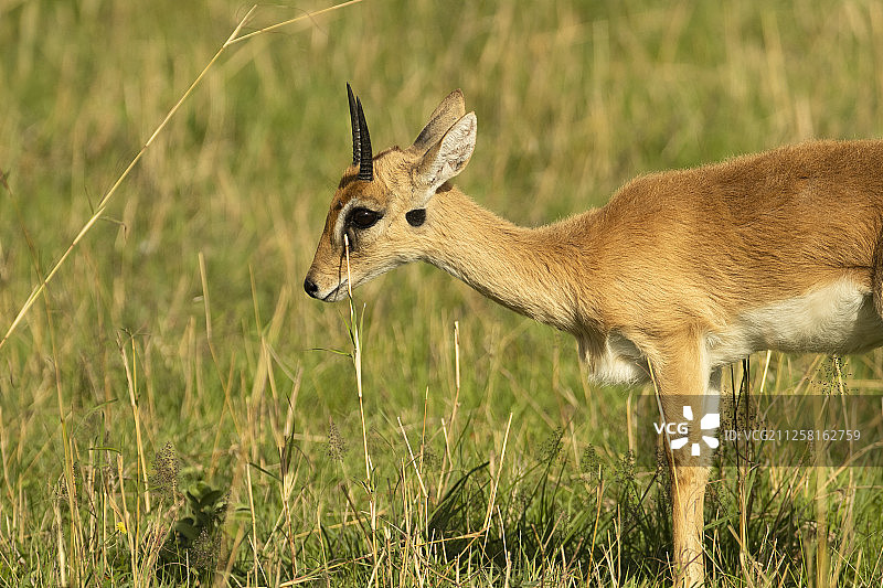 小羚羊图片素材