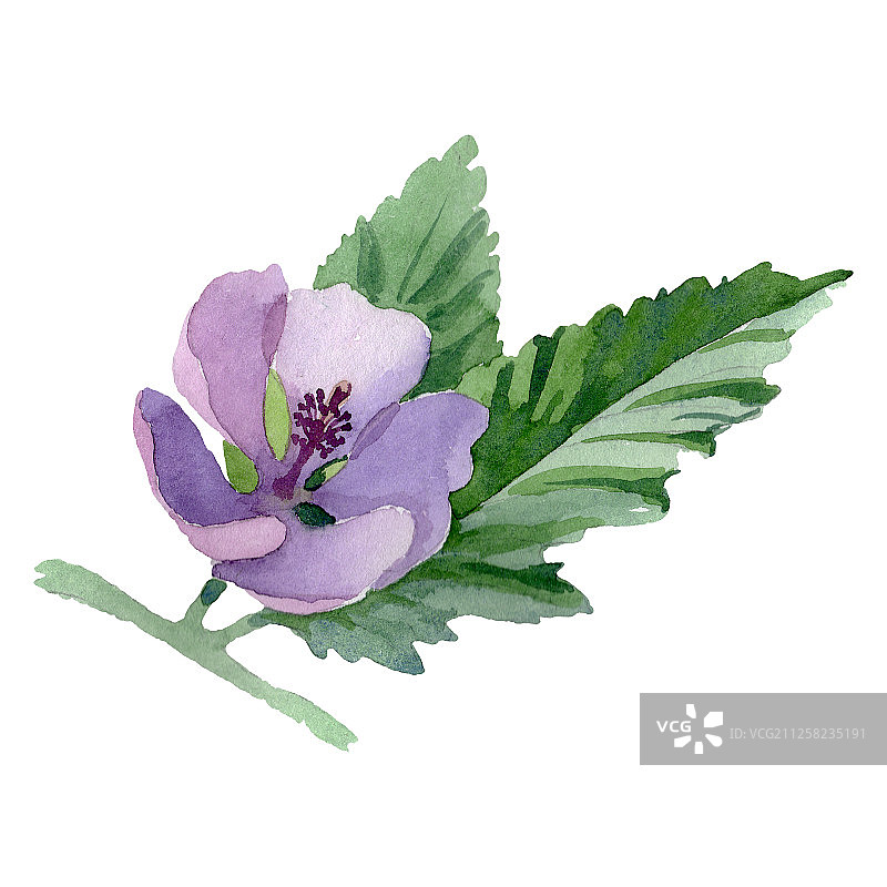 水彩草本花卉插画，背景元素图片素材