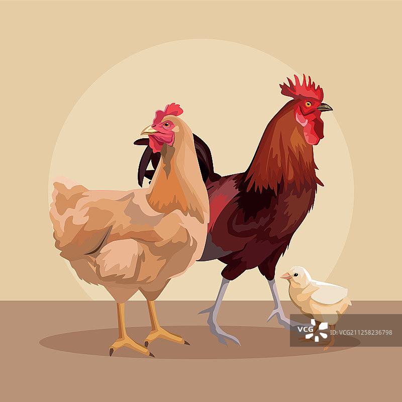 鸡和烤鸡图片素材