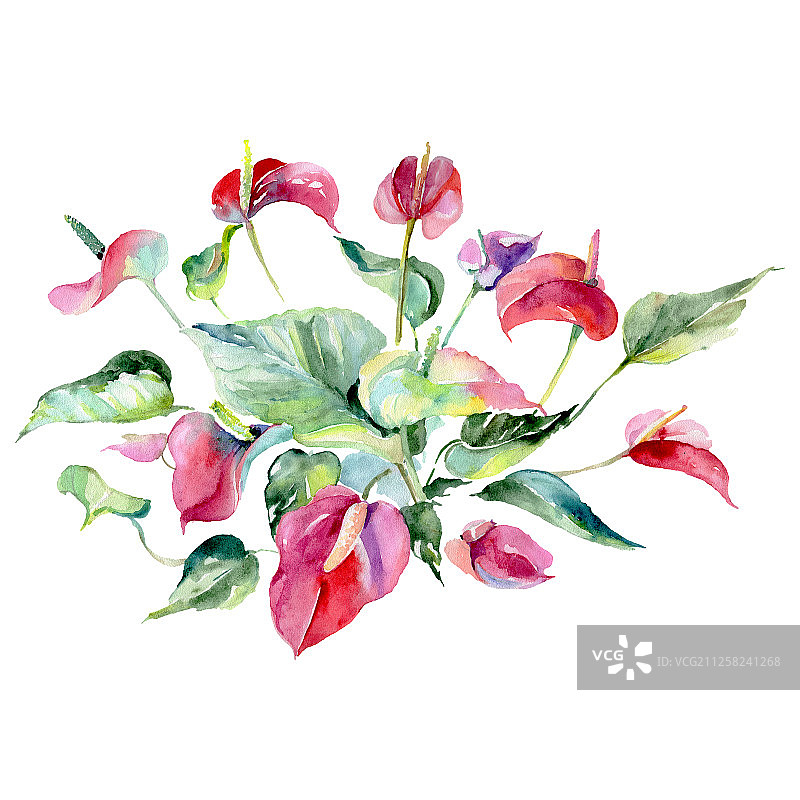 白鹤芋花束水彩背景插画图片素材