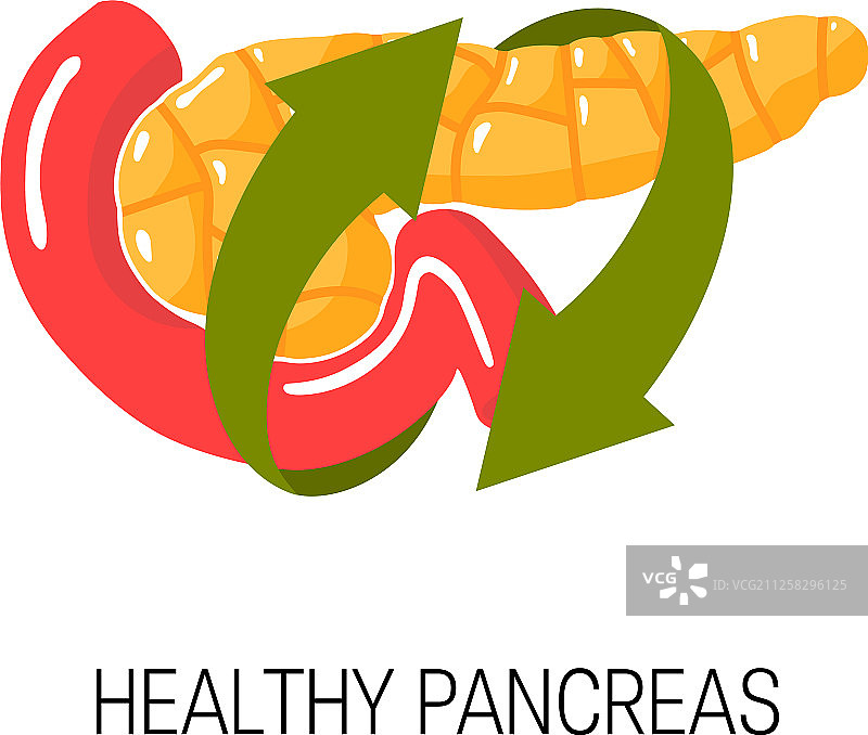 健康的胰腺概念图片素材