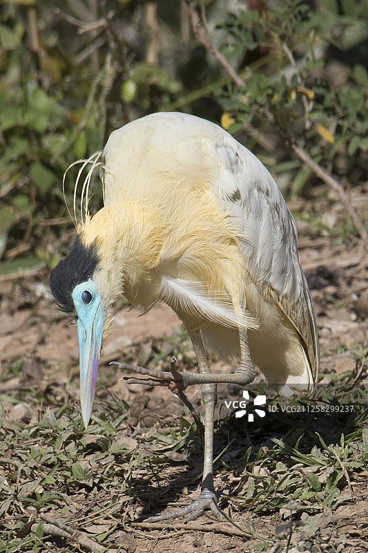 绒顶鹭梳理羽毛图片素材