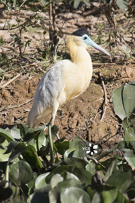 棕头鹭图片素材