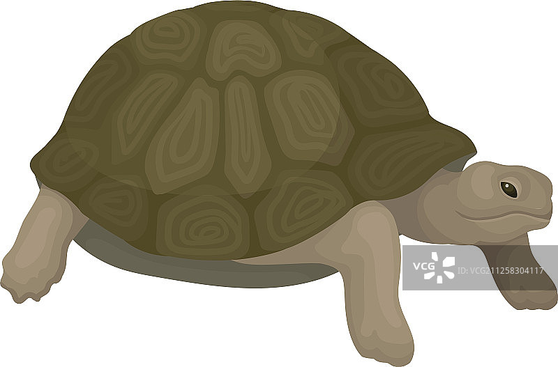 爬行动物乌龟图片素材