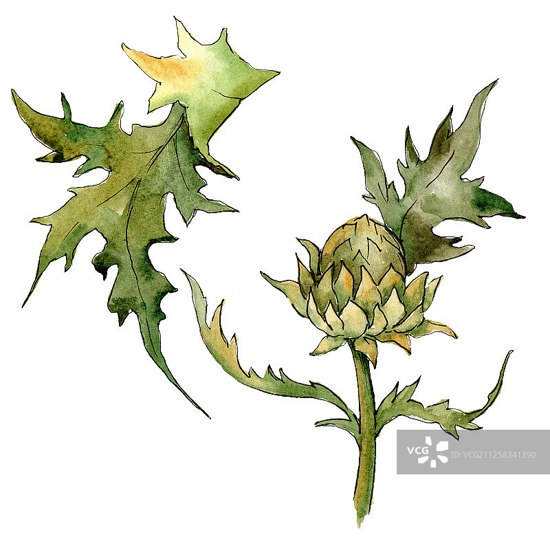 蓟花卉植物花卉。水彩背景图集。孤立的蓟花图元素。图片素材