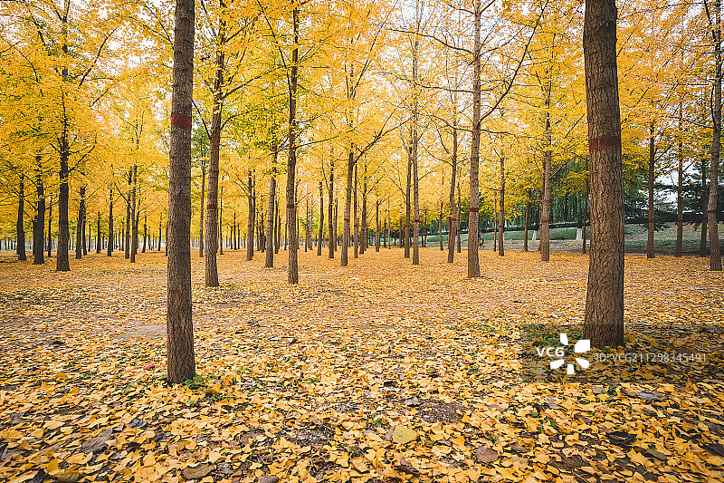 山东省济南市黄河风景区银杏林银杏叶特写图片素材