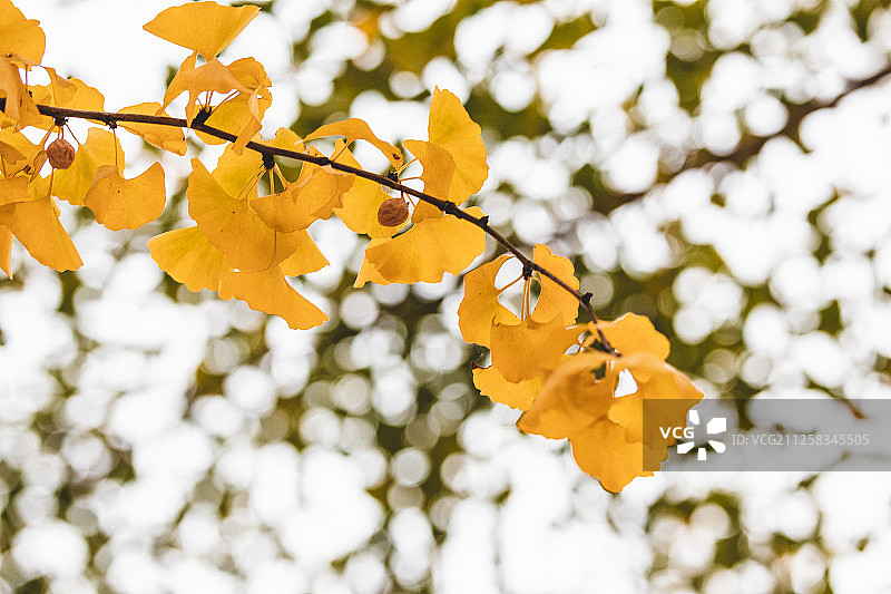 山东省济南市黄河风景区银杏林银杏叶特写图片素材