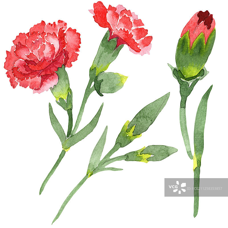 红色石竹花卉植物花卉，水彩背景插图集，孤立的石竹花插图元素图片素材