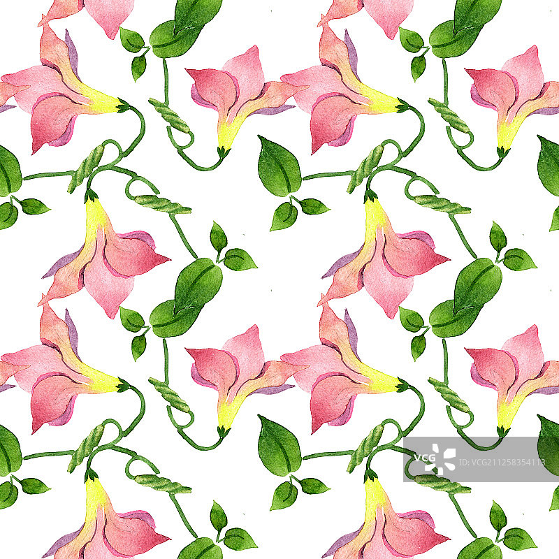 粉色曼德维拉花卉植物水彩背景图，无缝背景图案图片素材