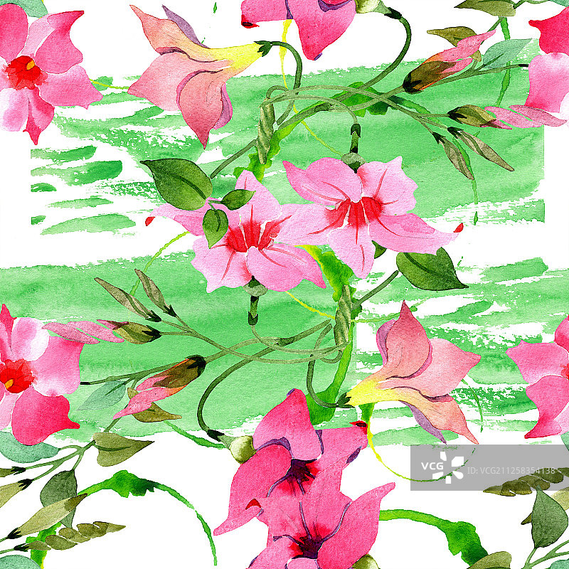 粉色曼德维拉花卉植物水彩背景图，无缝背景图案图片素材