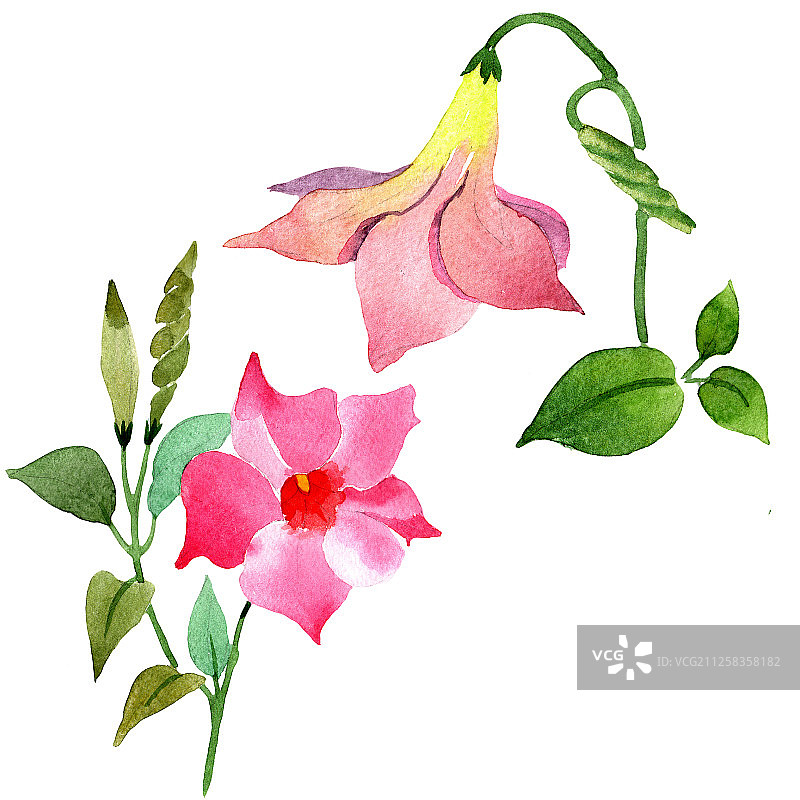 粉色曼德维拉花卉植物水彩背景图案图片素材