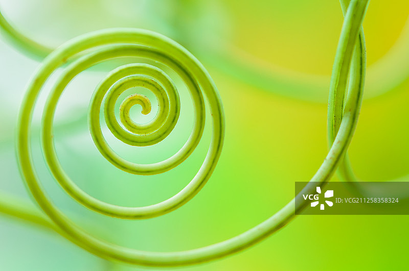 丝瓜瓜蔓微距特写图片素材