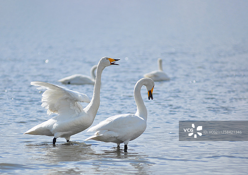 天鹅湖的白天鹅图片素材