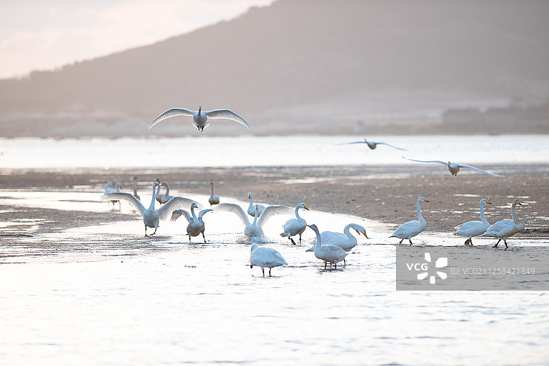 天鹅湖的白天鹅图片素材