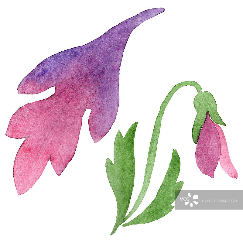 三色堇植物花卉装饰水彩背景插图图片素材