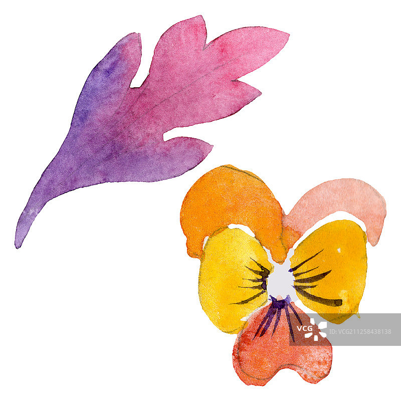 三色堇植物花卉装饰水彩背景插图图片素材