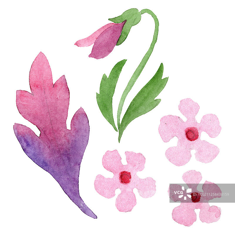 三色堇植物花卉装饰水彩背景插图图片素材