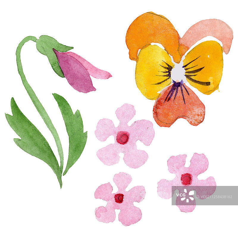 三色堇植物花卉装饰水彩背景插图图片素材