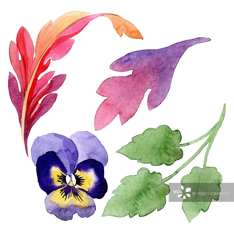 三色堇植物花卉装饰水彩背景插图图片素材