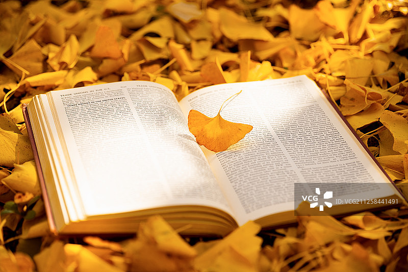 书与银杏叶图片素材