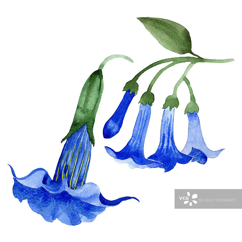 蓝色曼陀罗花卉植物花卉水彩背景套装曼陀罗花卉插图元素图片素材