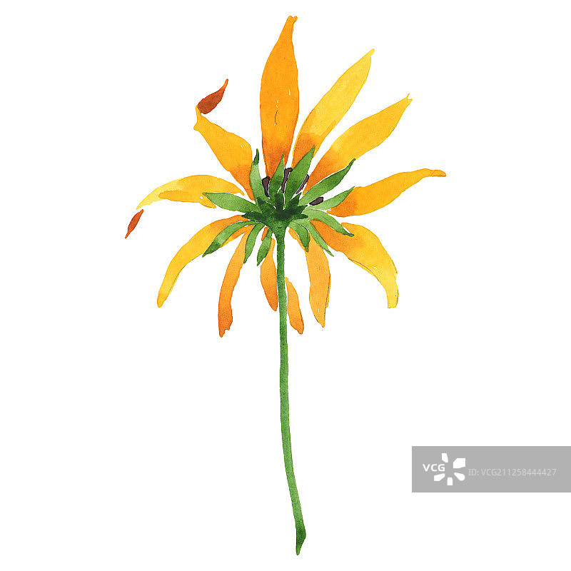 金光菊水彩花卉植物背景，独立花朵插画元素图片素材