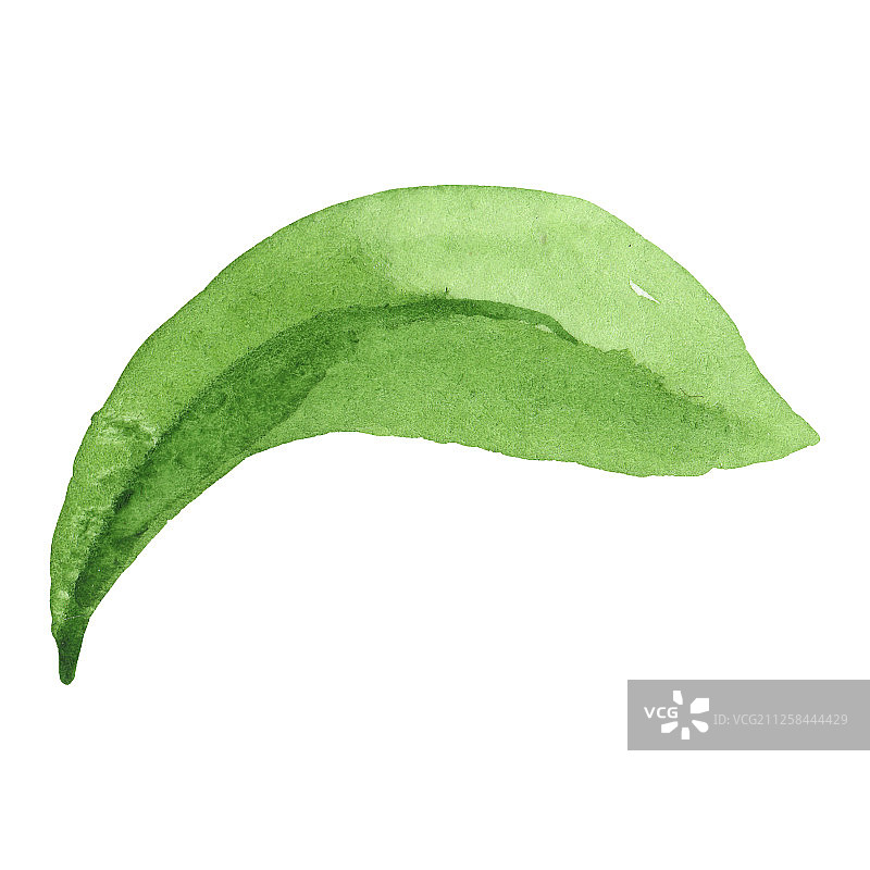 金光菊叶子花卉植物水彩背景图案，独立花朵插画元素图片素材