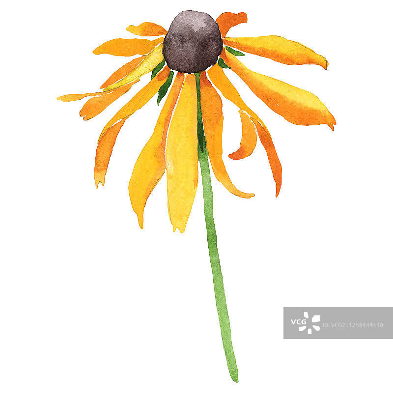 金光菊水彩花卉植物背景，独立花朵插画元素图片素材