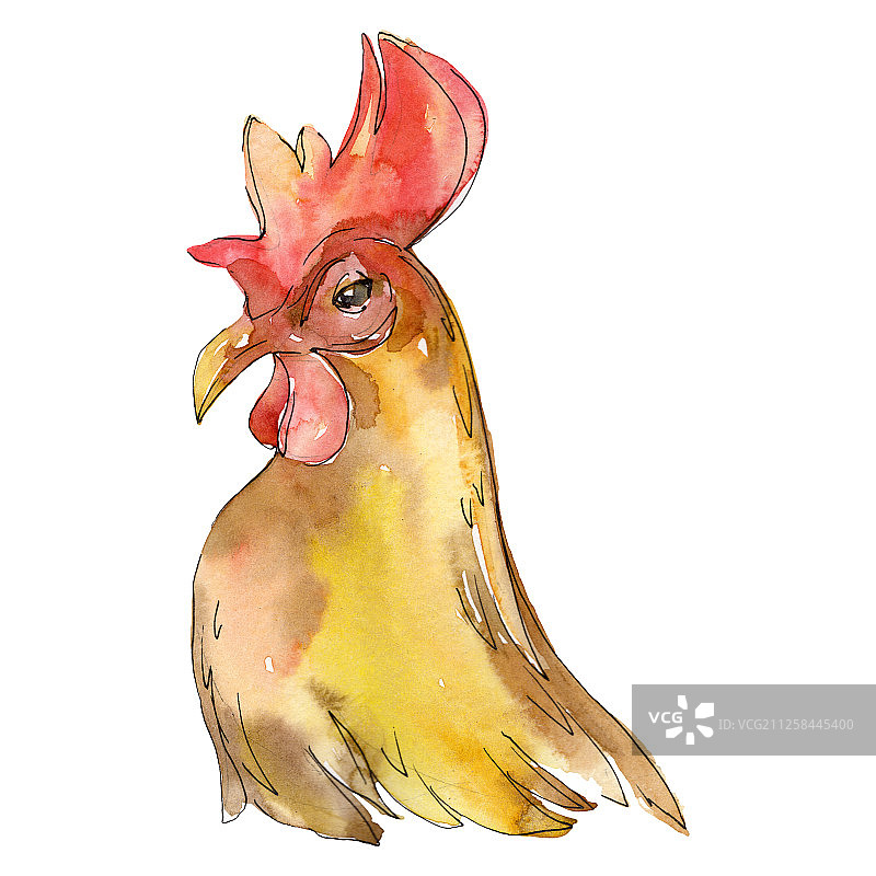 孤立的农场鸟类公鸡头。水彩背景插图集。孤立的母鸡插图元素。图片素材
