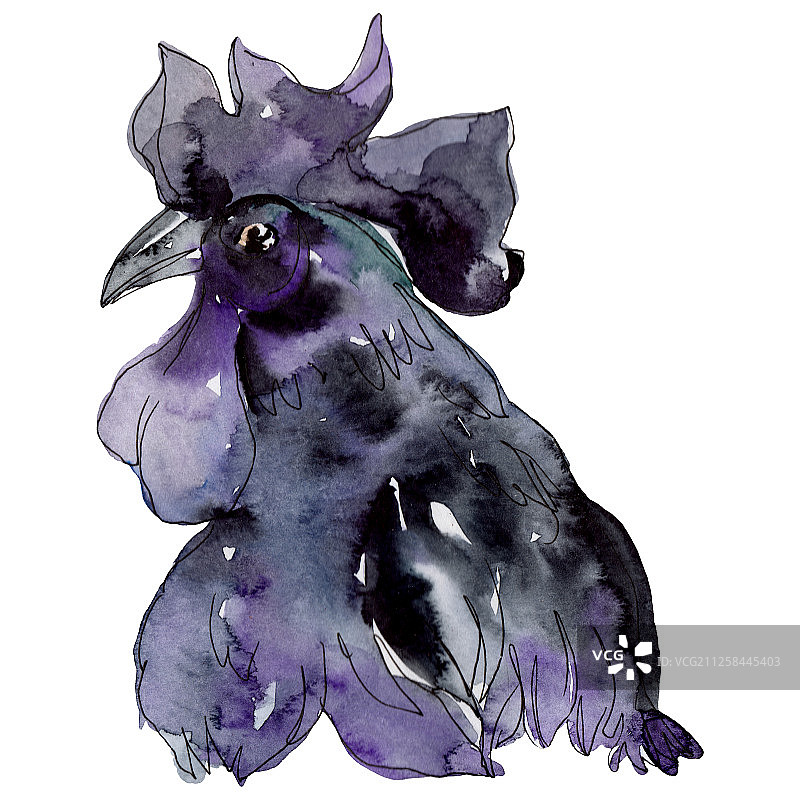 孤立的农场鸟类公鸡头。水彩背景插图集。孤立的母鸡插图元素。图片素材