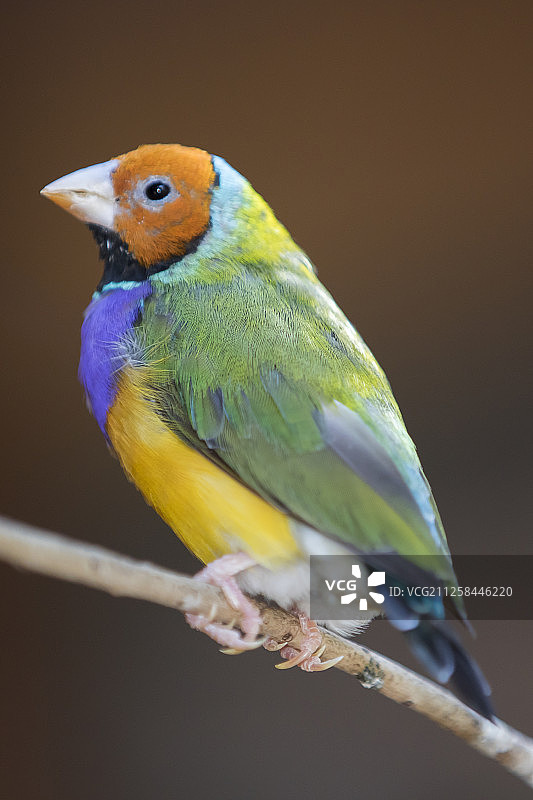 胡锦鸟图片素材