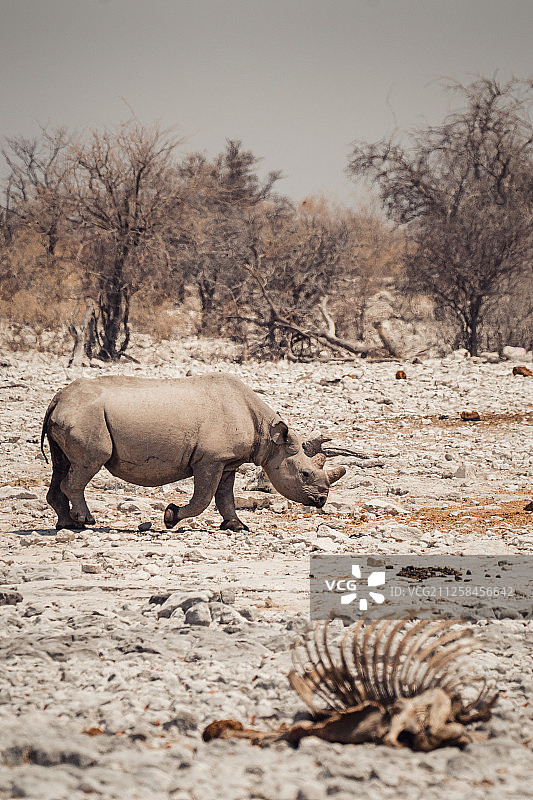 埃托沙国家公园的犀牛图片素材