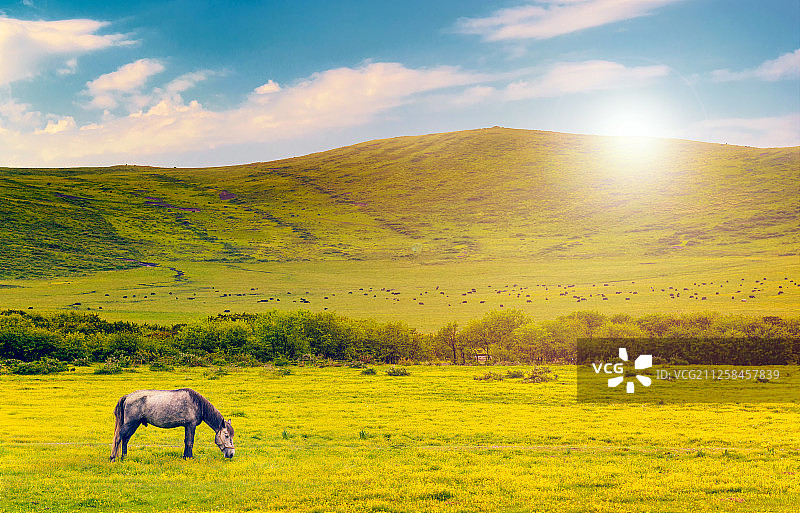 四川西部若尔盖草原上一匹在阳光下吃草的马图片素材